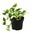 Productfoto van Scindapsus (Epipremnum) N'joy