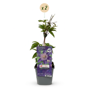 Clematis &