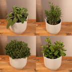 Productfoto van Tuinkruiden Mix - 4 stuks
