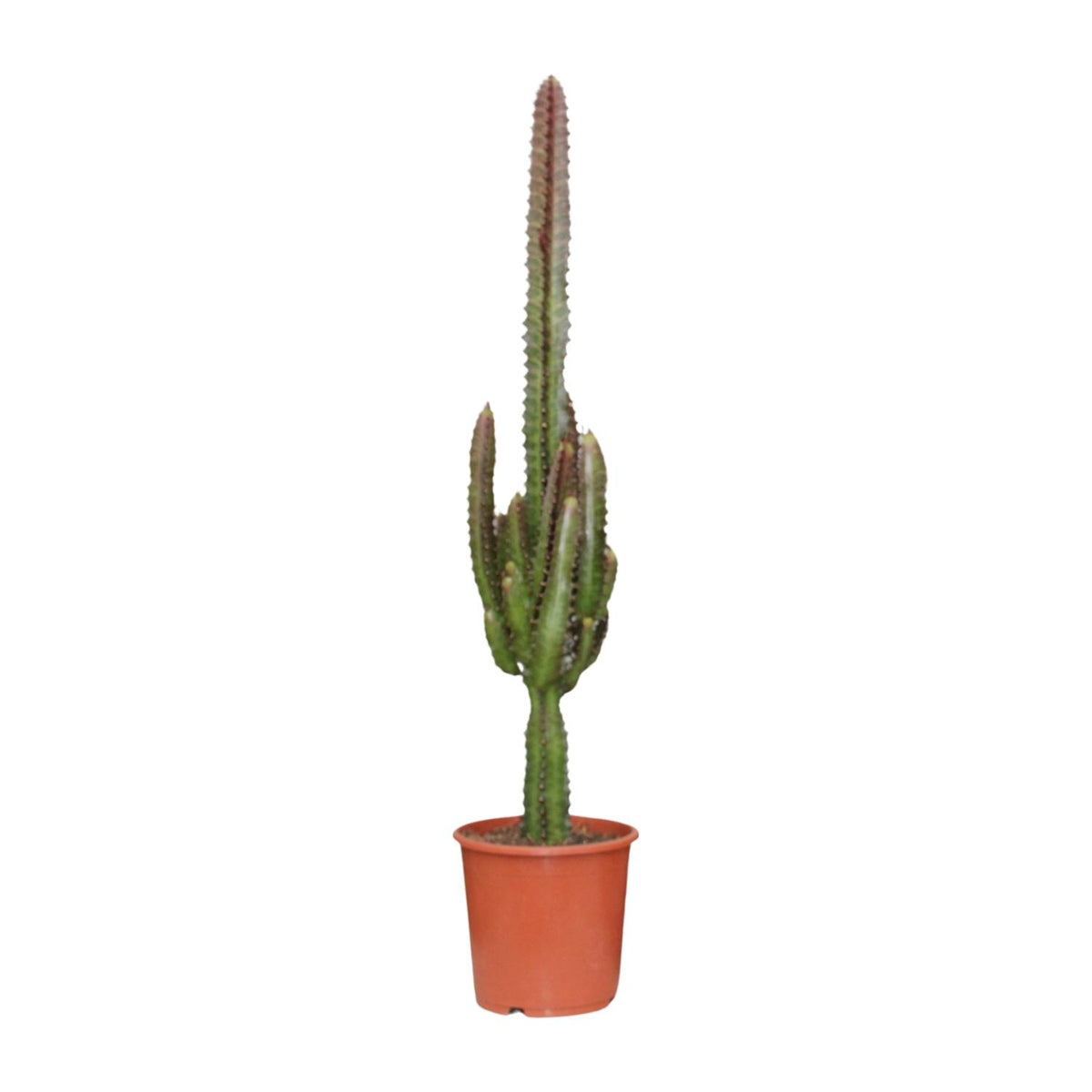 Euphorbia Trigona Rubra, plant in pot