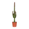Euphorbia Trigona Rubra