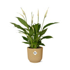 Detailfoto van Spathiphyllum Torelli in ELHO Vibes Fold geel