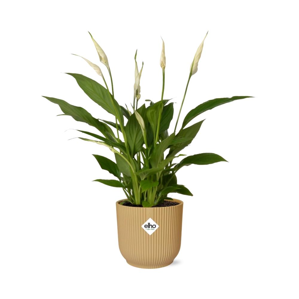 Detailfoto van Spathiphyllum Torelli in ELHO Vibes Fold geel