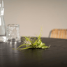 Tillandsia Air mix - 5 stuks