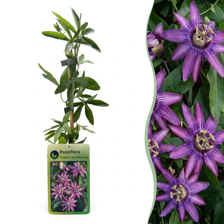 Passiflora &