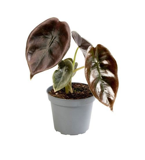 Alocasia cuprea 'Red' - koperen olifantsoor - babyplant, plant in pot