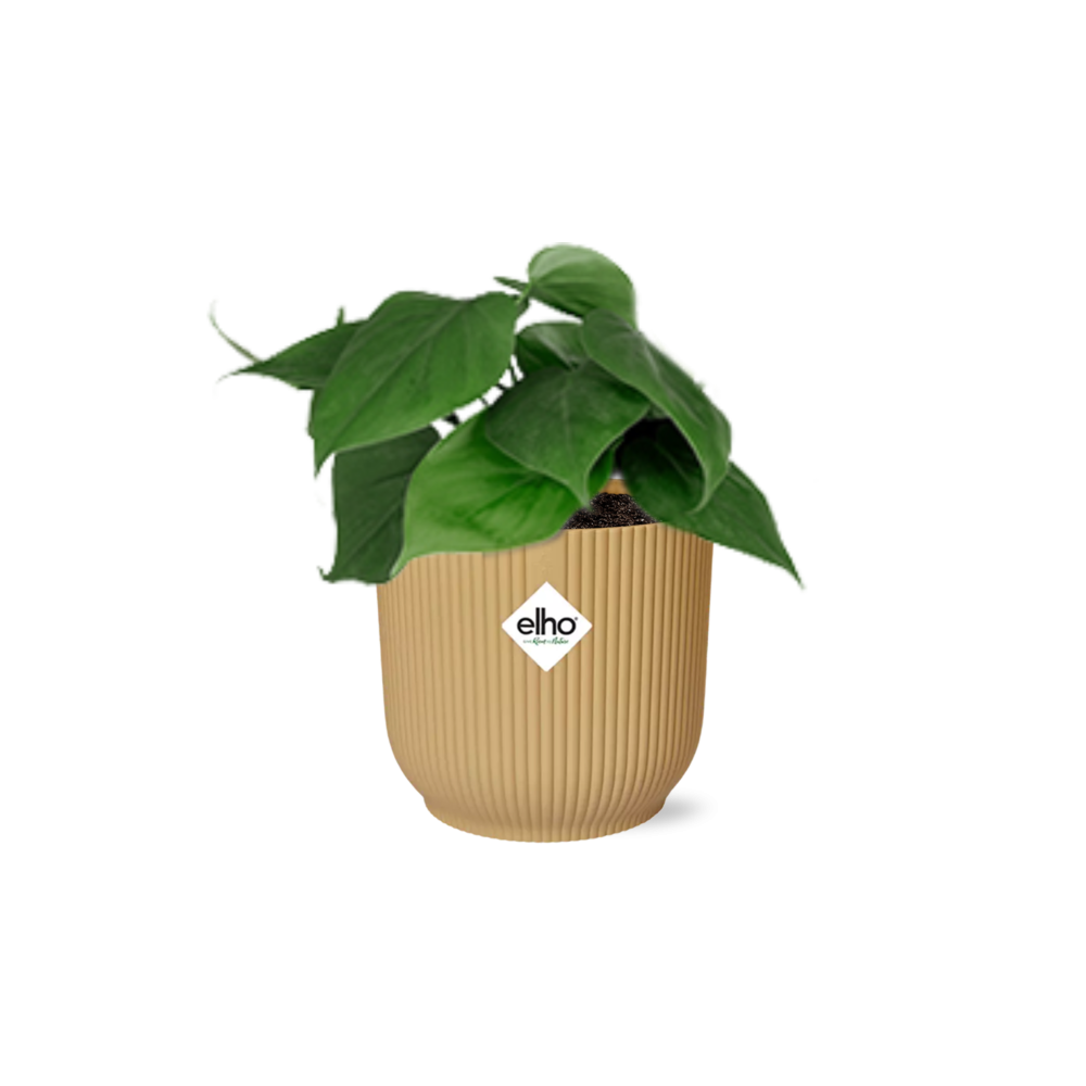 Productfoto van Philodendron Scandens in ELHO Vibes Fold 14cm geel
