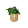 Philodendron Scandens in ELHO Vibes Fold 14cm geel
