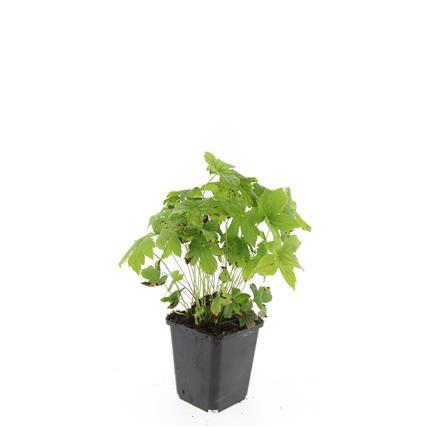 Geranium nodosum, kenmerkend blad