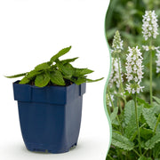 Stachys off. Alba - Ezeloor - Wit