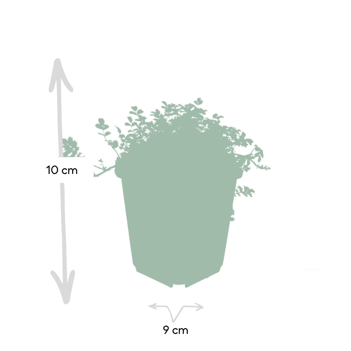 Acaena microphylla 'Kupferteppich', kenmerkend blad
