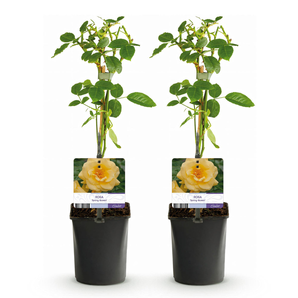 Rosa Spring Queen, geschikte tuinplant