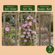 Clematis montana &