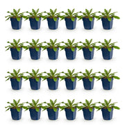 Duifkruid col. Pink Mist kopen, met roze bloemen (24x)