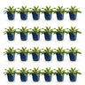 Duifkruid col. Pink Mist kopen, met roze bloemen (24x)