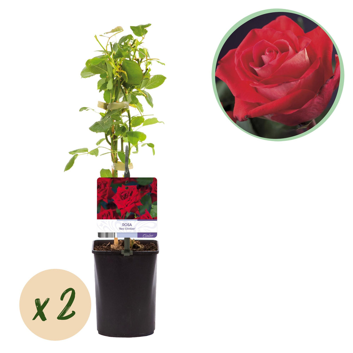 Rosa Red Climber, detail van het blad