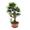 Ficus Ginseng, plant in pot