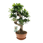 Ficus Ginseng, plant in pot