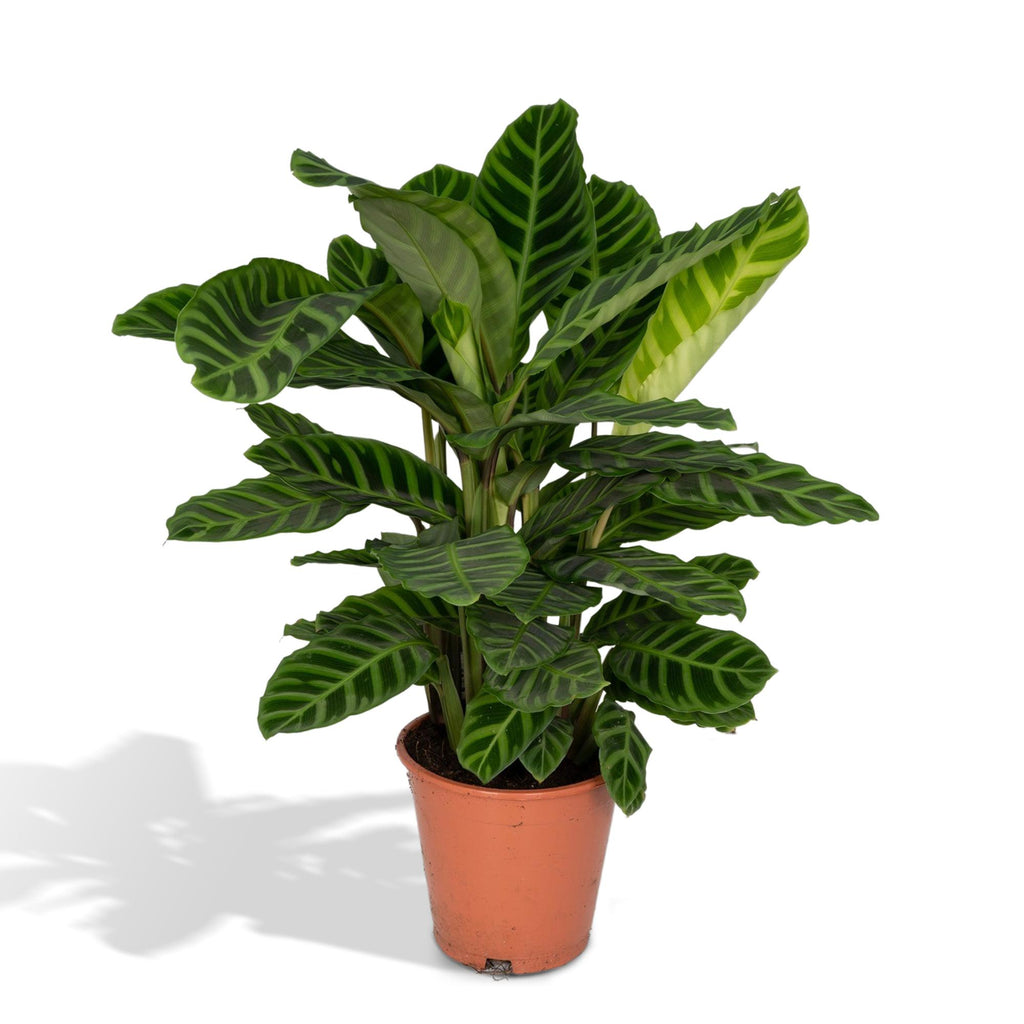 Calathea Zebrina - Pauwenplant, detail van het blad