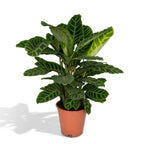 Calathea Zebrina - Pauwenplant, detail van het blad