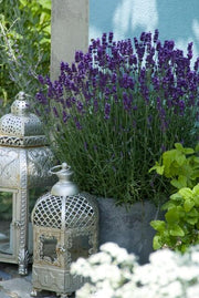 Lavandula &