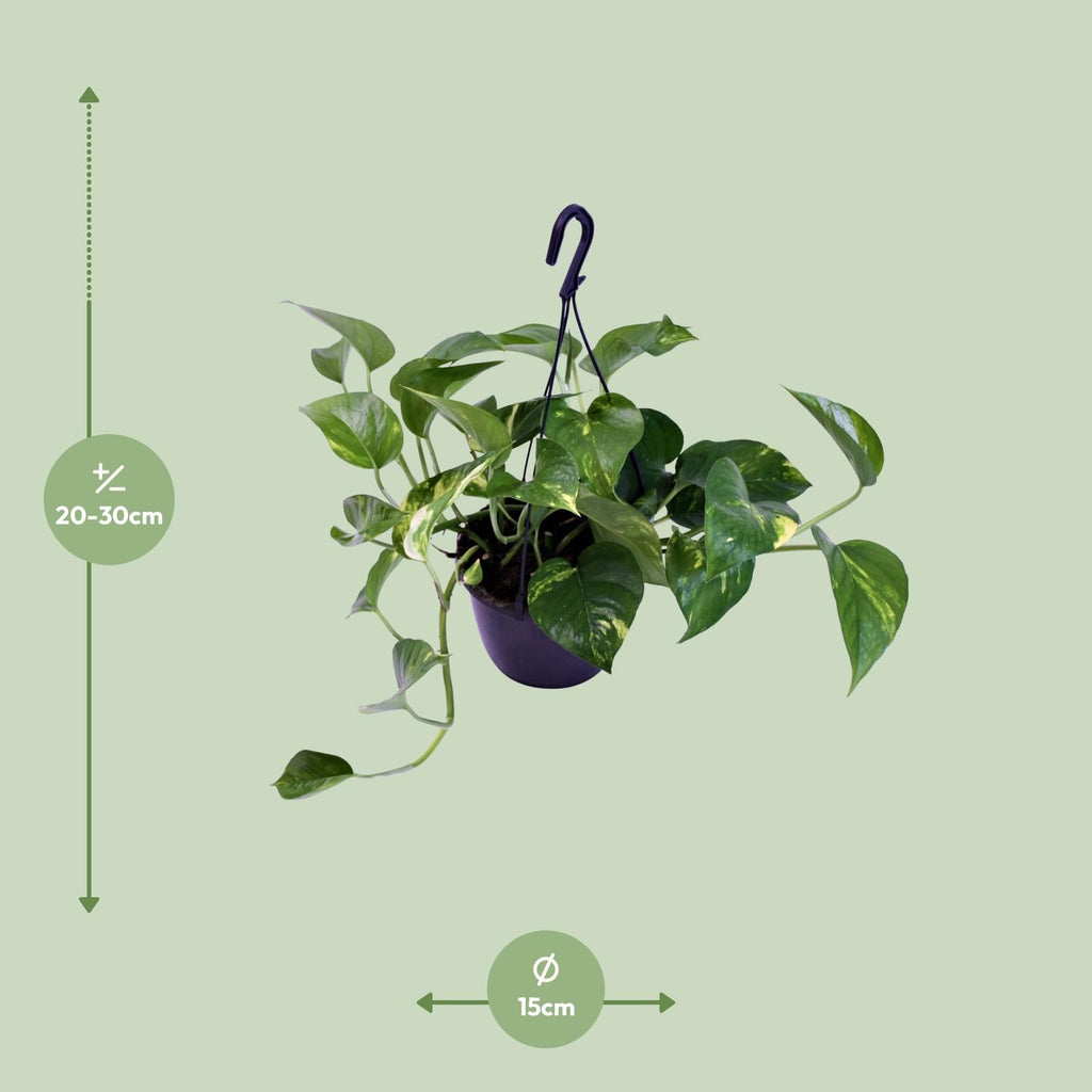 Detailfoto van Epipremnum Aureum