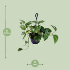 Detailfoto van Epipremnum Aureum