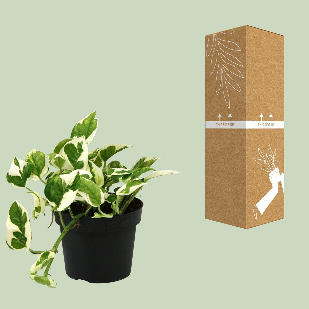 Detailfoto van Scindapsus (Epipremnum) N'joy