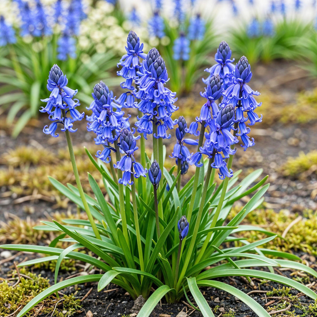 Hyacinthoides non Scripta, plant in pot