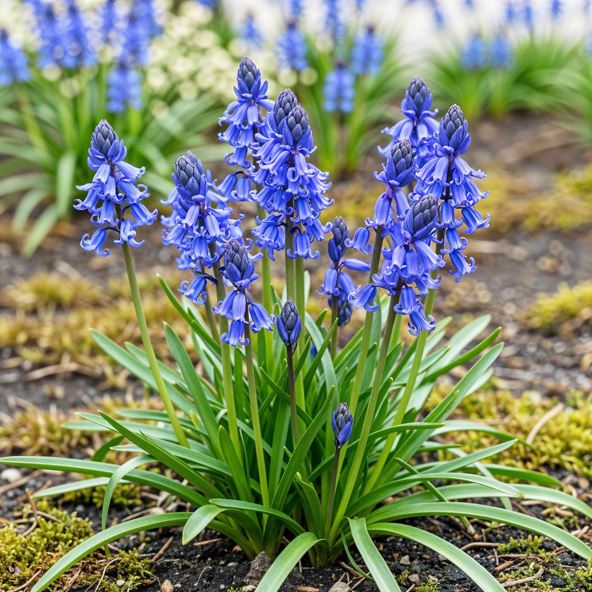 Hyacinthoides non Scripta, plant in pot