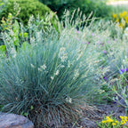 Festuca glauca Intense Blue, 50 cm hoog, groene bladeren