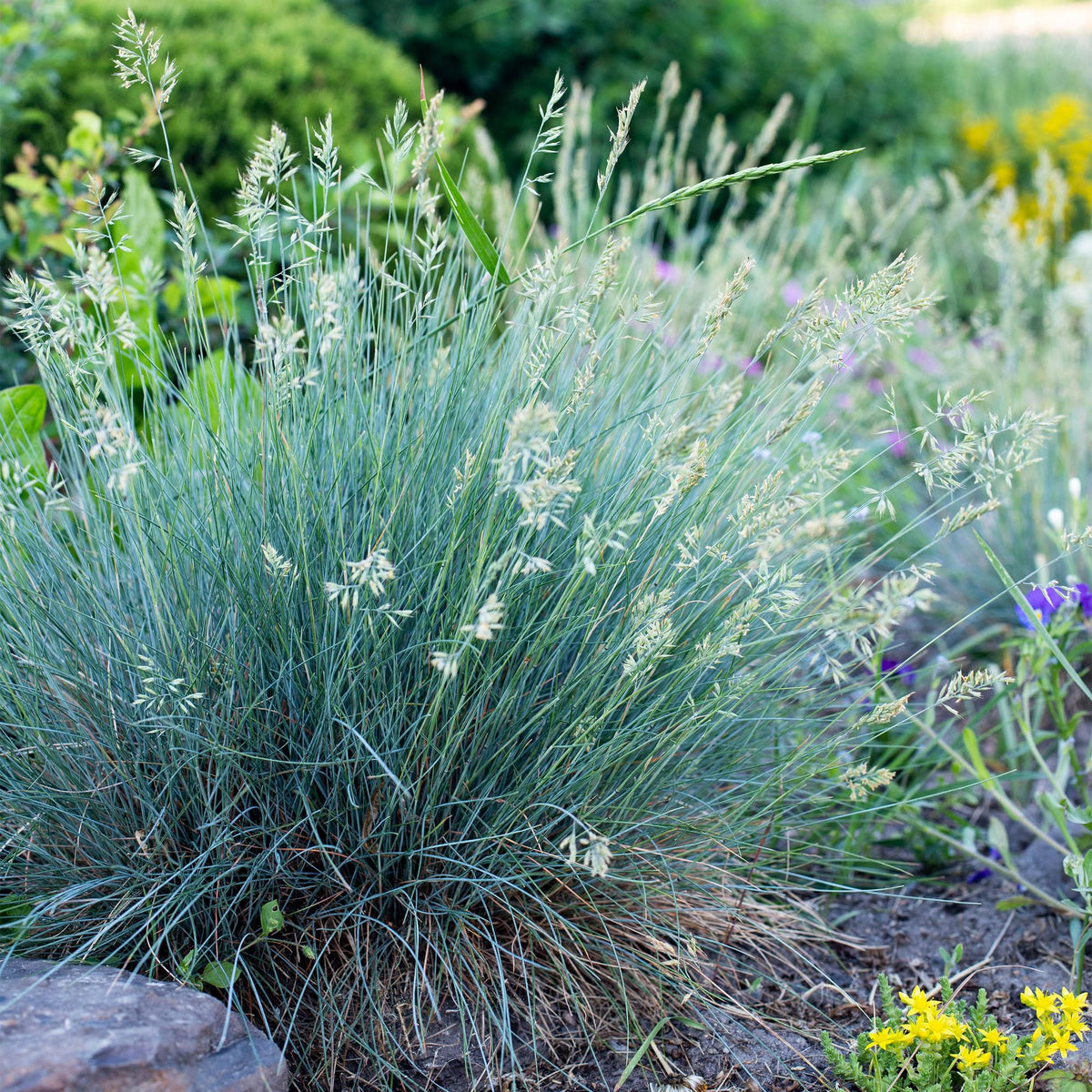 Festuca glauca Intense Blue, 50 cm hoog, groene bladeren