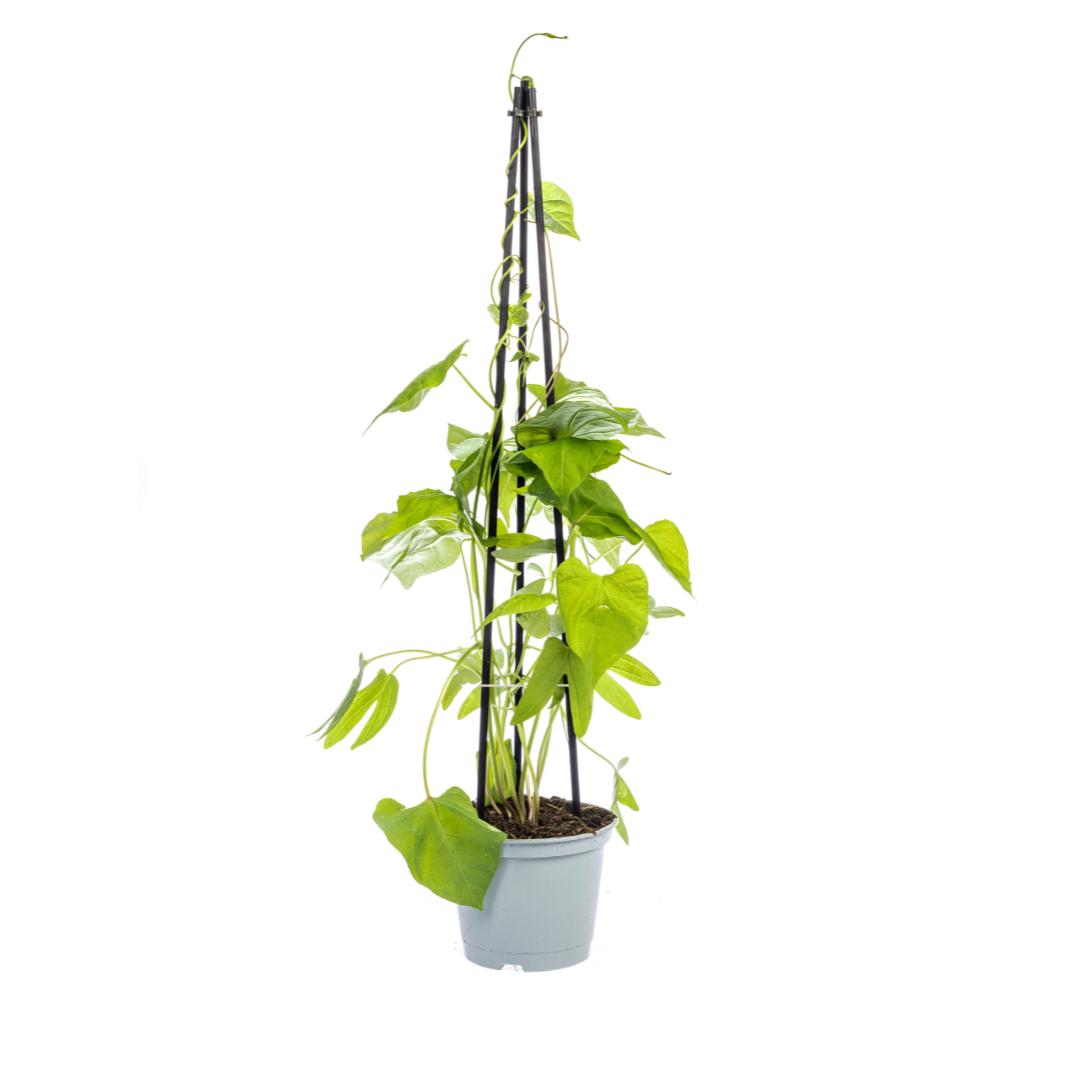 Klimplanten Rhodochiton, Cobea, Lathyrus en Ipomoea, 4 stuks, kenmerkend blad