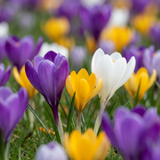 Krokus mix bloembollen, gemengde krokussen