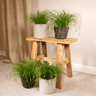Cyperus Alternifolius (Kattengras) - 4 stuks