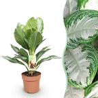 Aglaonema Silver Bay, 70-75 cm hoog, detail van het blad