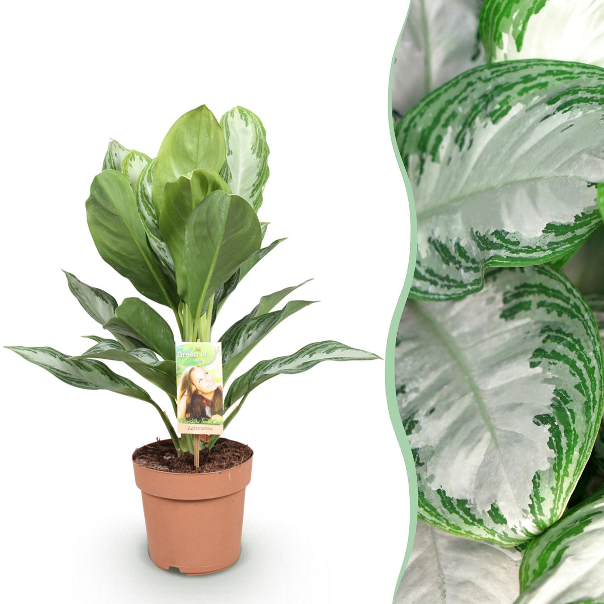 Aglaonema Silver Bay, 70-75 cm hoog, detail van het blad