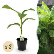Bananenplant Musa Basjoo, 40 cm hoog