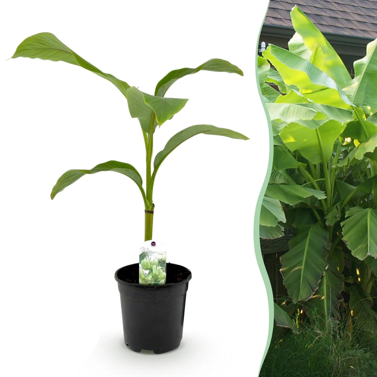 Bananenplant Musa Basjoo, 40 cm hoog, groeiwijze van de plant