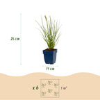 Lampenpoetsersgras Pennisetum 'Little Bunny', met pluim, compacte plant