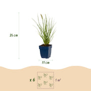 Pennisetum alop. Little Bunny - Lampenpoetsergras - Met Pluim