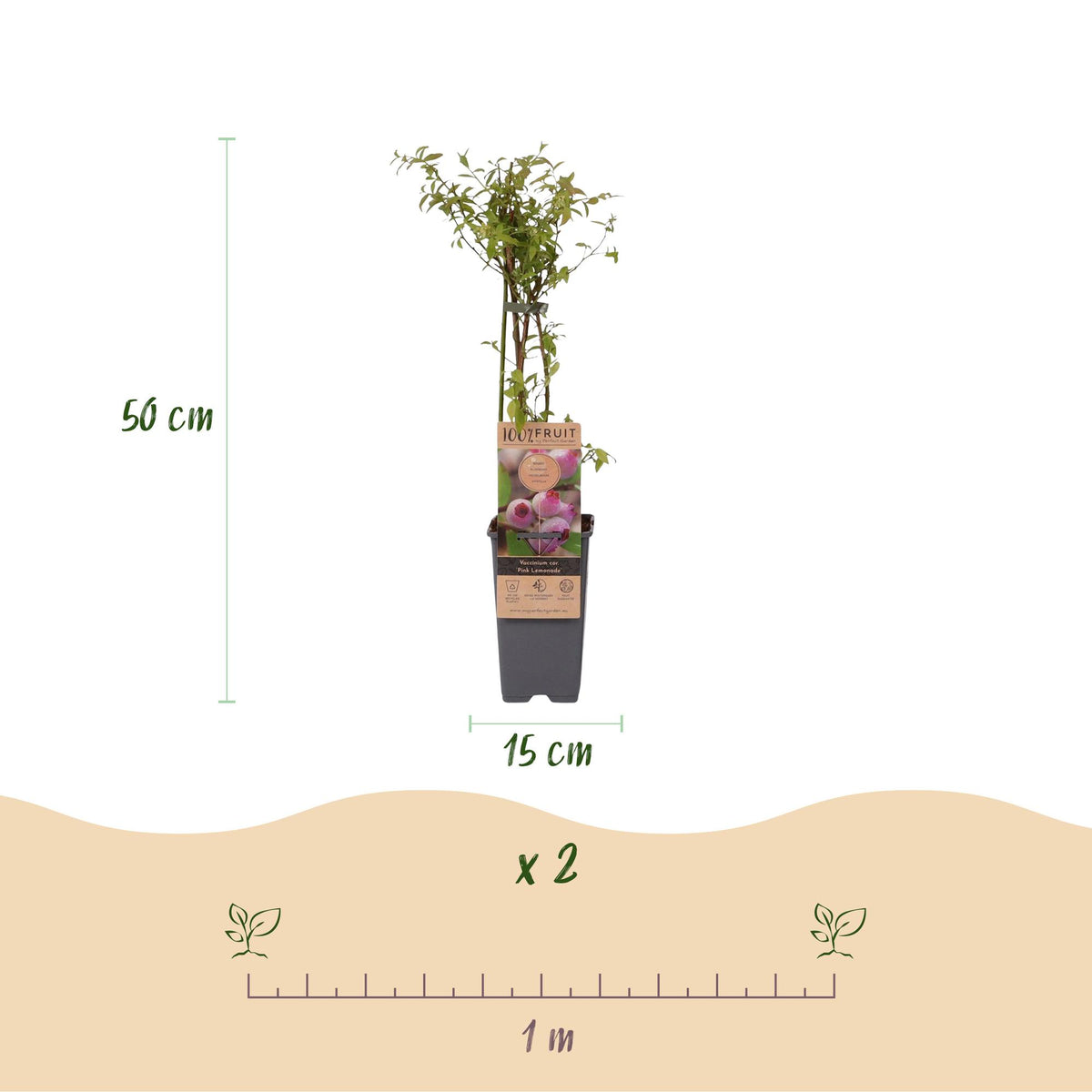 2x Bosbes Pink Lemonade, kenmerkend blad