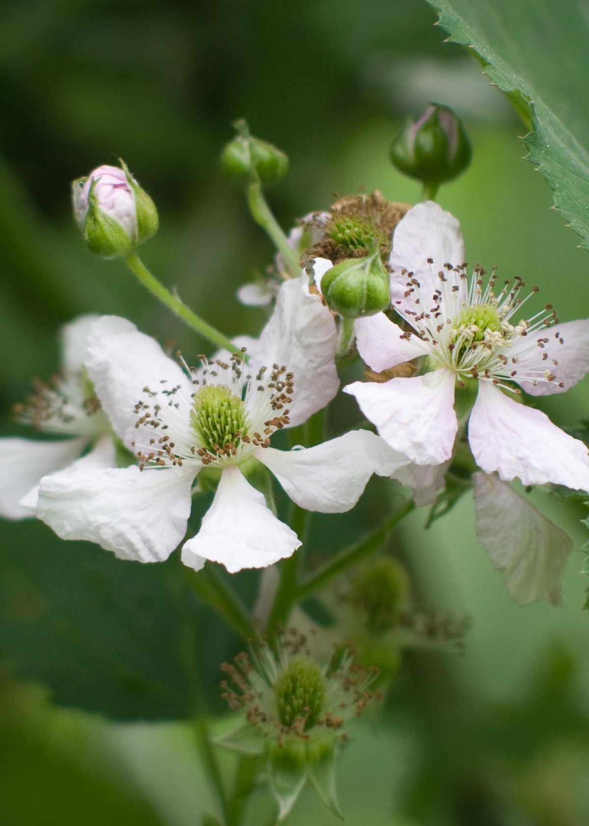 Detailfoto van Rubus fruticosus 'Thornless Evergreen' - Doornloze Braam