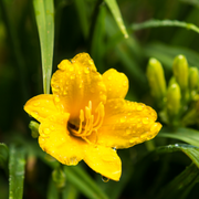 Hemerocallis &