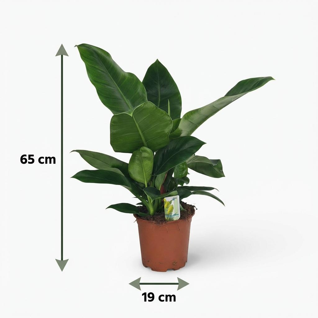 Philodendron Imperial Green, groeiwijze van de plant