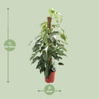 Detailfoto van Epipremnum Pinnatum Albo Variegata