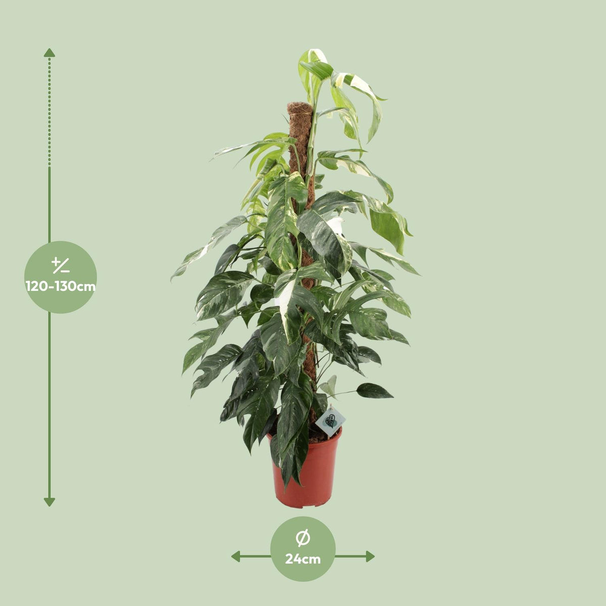 Detailfoto van Epipremnum Pinnatum Albo Variegata