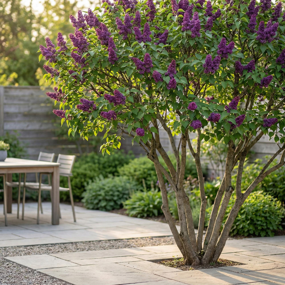 Syringa vulgaris Ludwig Spath, gezonde plant
