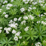 Galium odoratum - Walstro - Bodembedekkend - Wit - 6 Planten