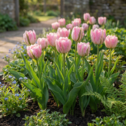 Dubbele tulp &